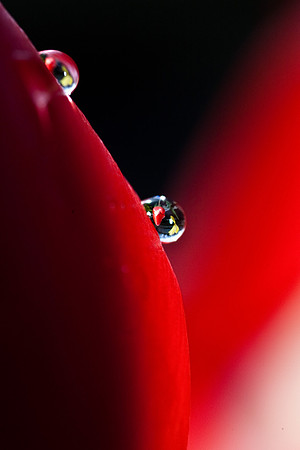 tulipdrop (1 of 1).jpg