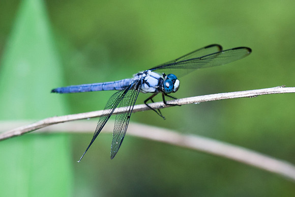 dragon fly-3