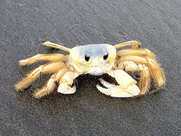 Beach crab