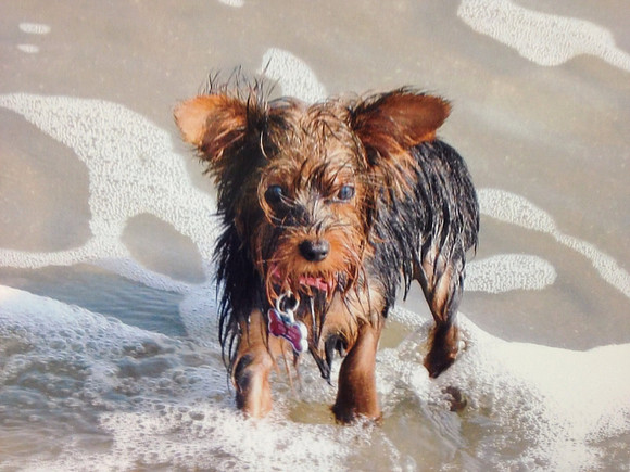 Bella after a swim in the ocean