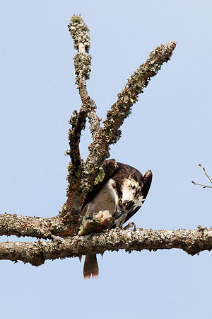 osprey