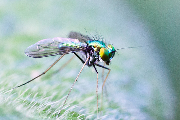fly