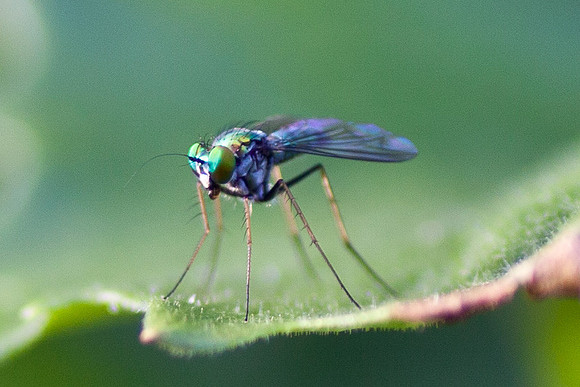 fly2