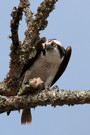 osprey 2