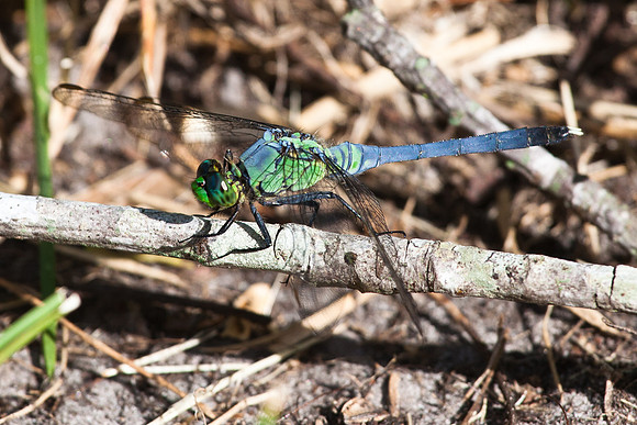 dragon fly-2