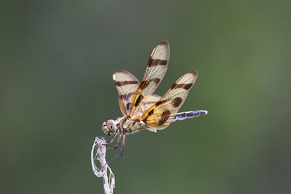 dragon fly