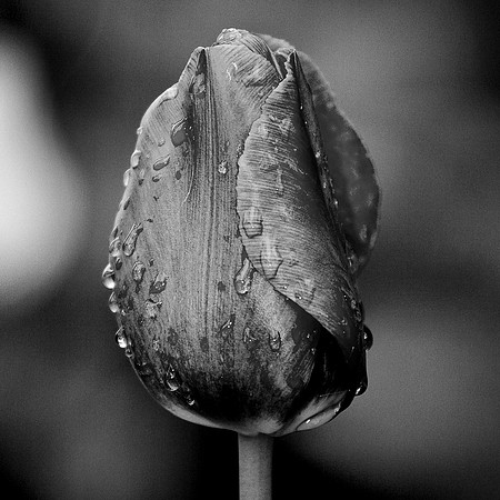 tulip (2 of 3).tif