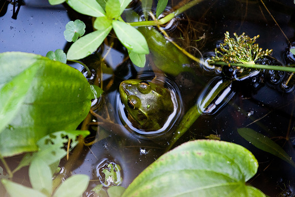 frog