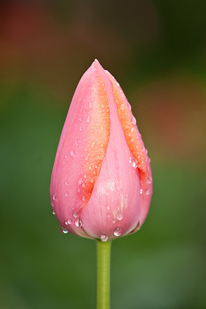 tulip (1 of 3).jpg