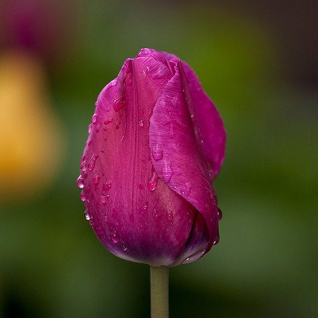 tulip (3 of 3).tif