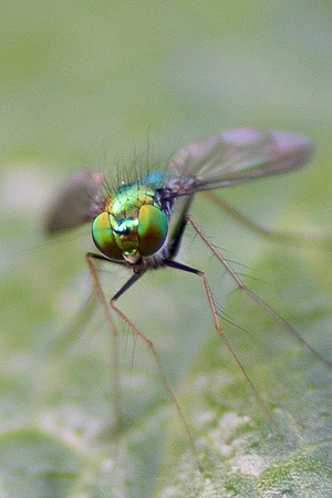 fly3